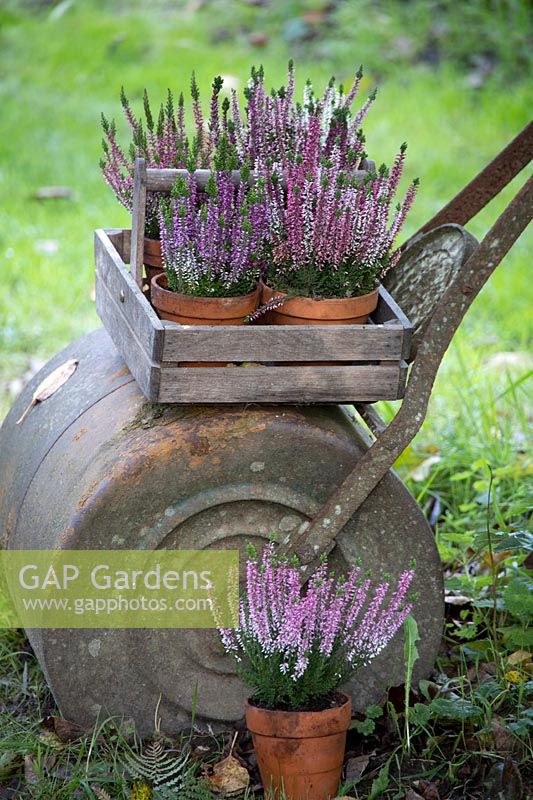 Flowering potted Calluna vulgaris - heathers displayed in trug on old garden roller. 