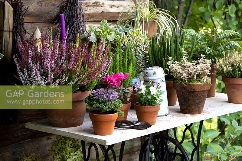 Mixed colours bud-flowering heather - Calluna vulgaris in terracotta pot on  bench with seasonal plants