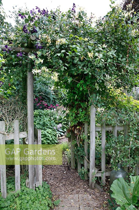 Wooden arch covered with flowering Lonicera - honeysuckle and Clematis viticella 'Polish Spirit'. 
