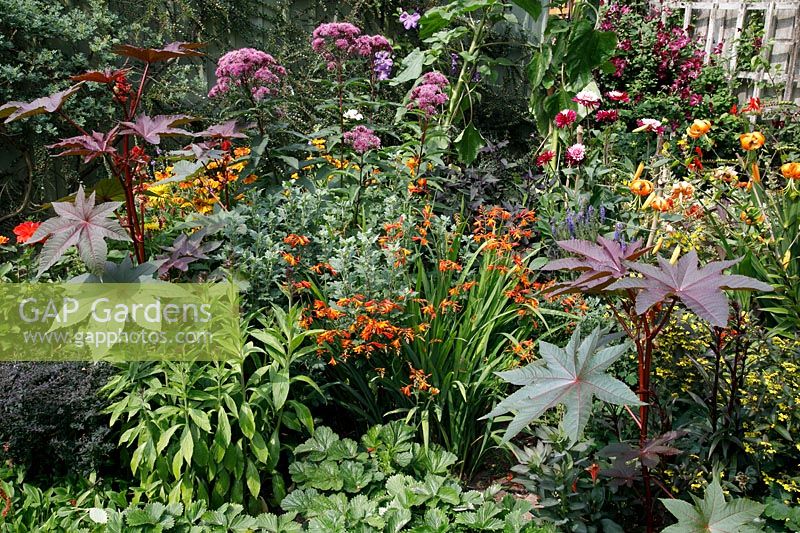 Late summer border in flower, with Ricinis, Crocosmia, lilies, dahlias and helenium. 