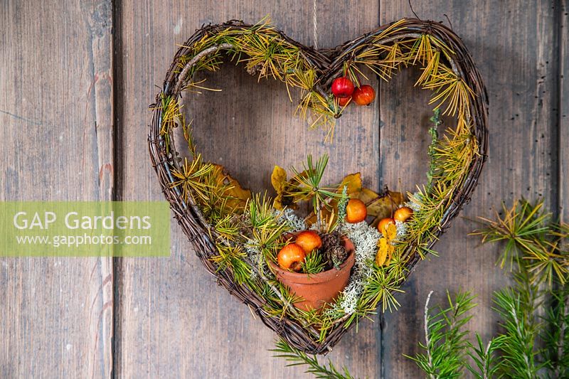 Heart shaped wreath lined with Larix - Larch autumnal twigs against wooden surface. 