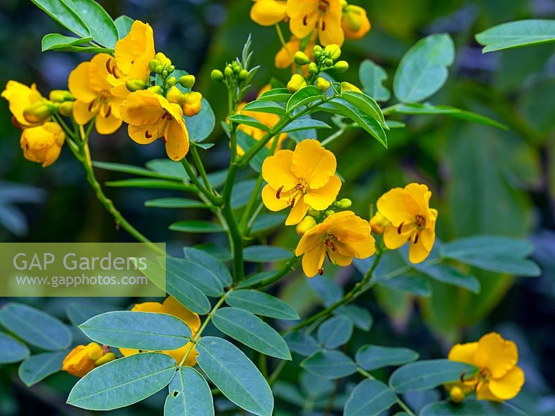 Cassia corymbosa