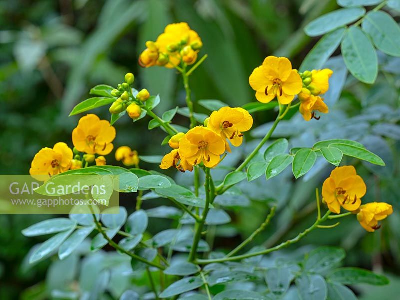 Cassia corymbosa 