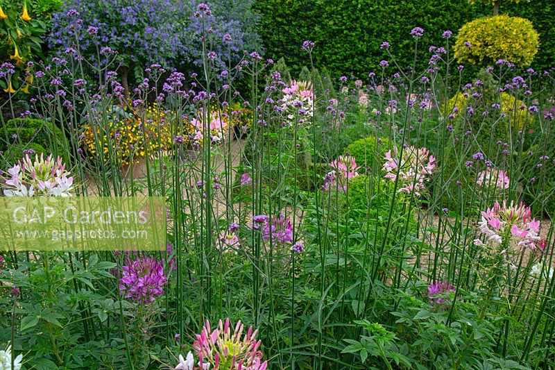 Looking through Verbena bonariensis and Cleome hassleriana - Spider Plant to flower beds