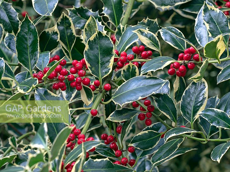 Ilex aquifolium 'Argentea marginata' - Silver-margined Holly - red berries