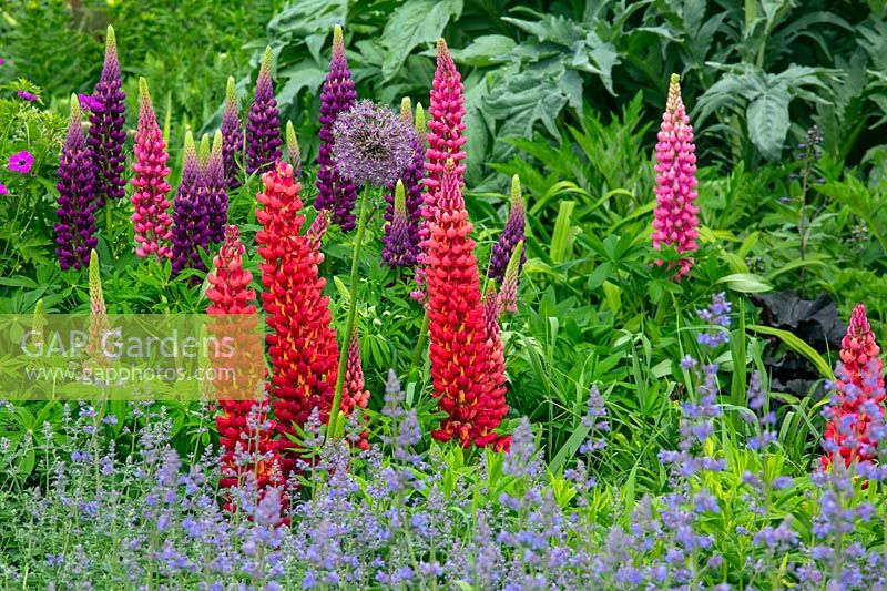 Lupinus 'Beefeater' -with Lupinus 'Magic Lantern' in background - Lupins 