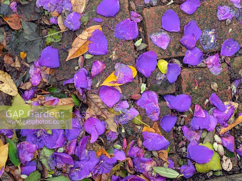 Fallen petals of Tibouchina urvilleana - Brazilian Spider Flower or Glory Bush - on ground