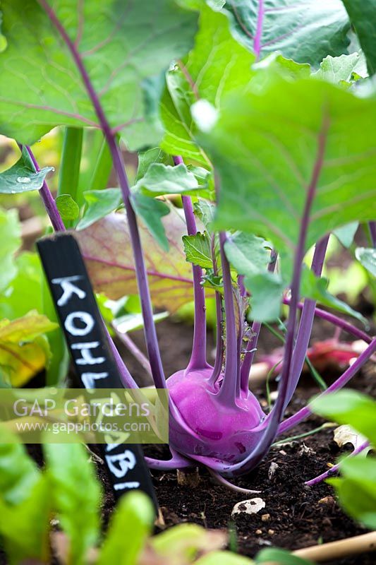 Brassica oleracea 'Purple Vienna' - Kohl rabi