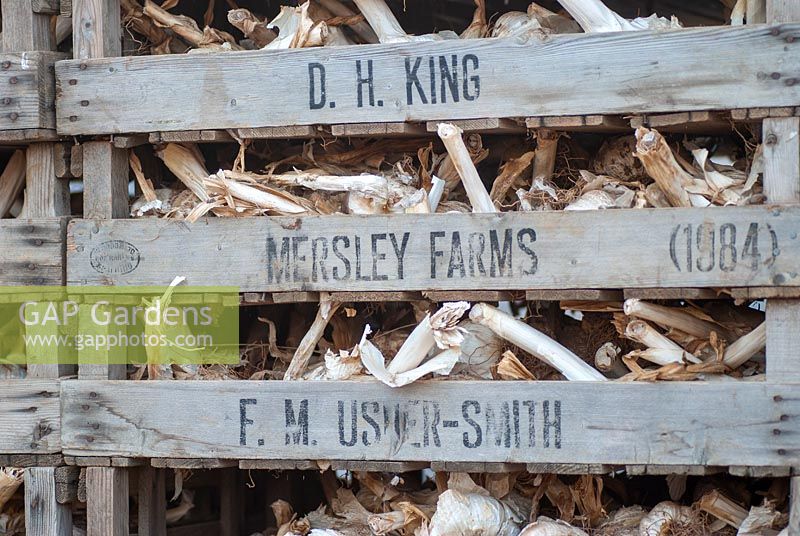 Crates full of dried garlic bulbs - The Garlic Farm, Isle of Wight