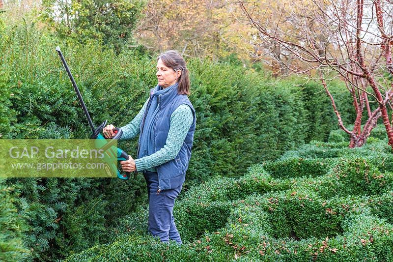 Woman using a battery powered hedge trimmer to cut Taxus - Yew hedge