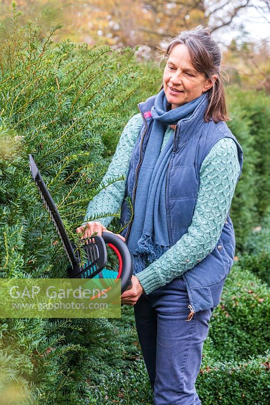 Woman using a battery powered hedge trimmer to cut Taxus - Yew hedge