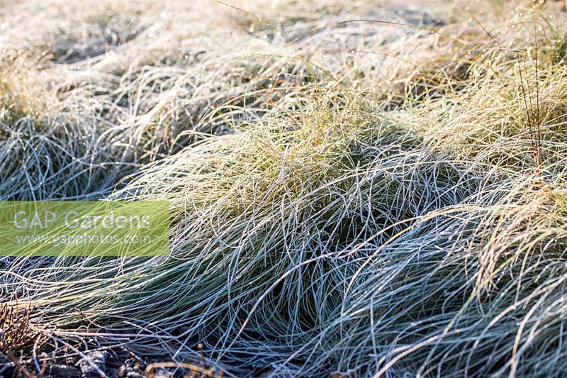 Carex comans 'Frosted Curls'