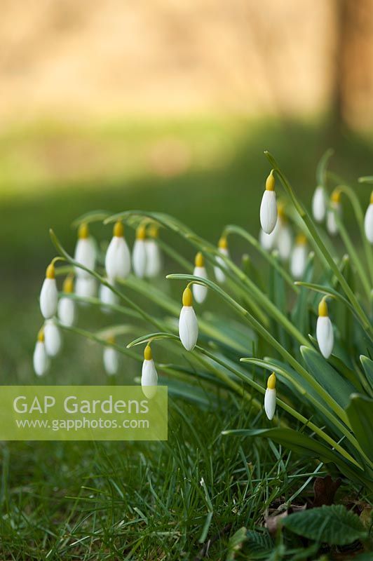 Galanthus plicatus 'Wendy's Gold' - Snowdrop