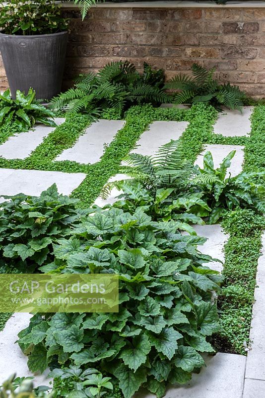Porcelain tiles interplanted with Soleirolia soleirolii syn. Helxine soleirolii - Mind-your-own-business, ferns and Tiarella