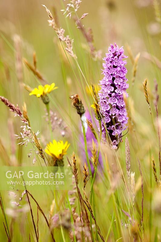 Dactylorhiza praetermissa - Southern Marsh Orchid and other wildflowers 