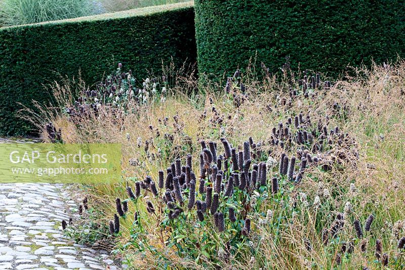 Border of meadow grasses and seedheads between a cobbled path and a clipped Taxus baccata - Yew - hedge