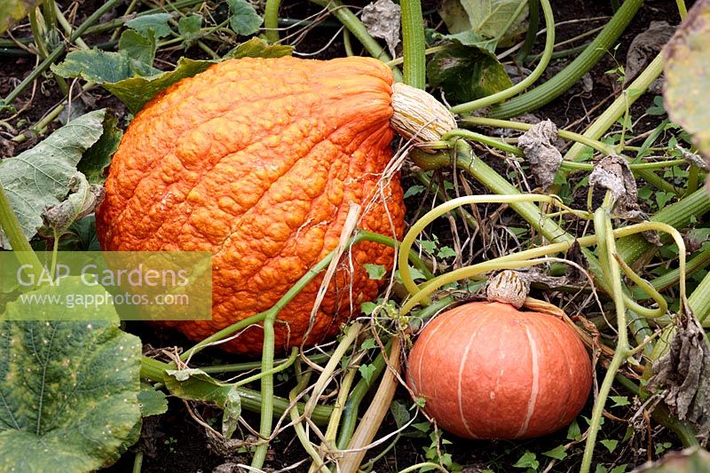 Winter squash variety Red Warty pumpkins -Cucurbita maxima, in a vegetable bed