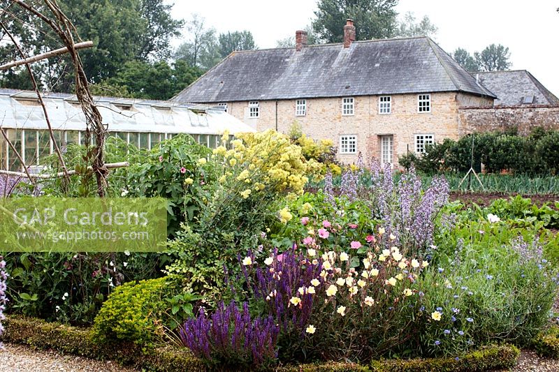 The walled kitchen garden with planting which includes Thalictrum, Salvia and evening primrose  - Oenothera biennis