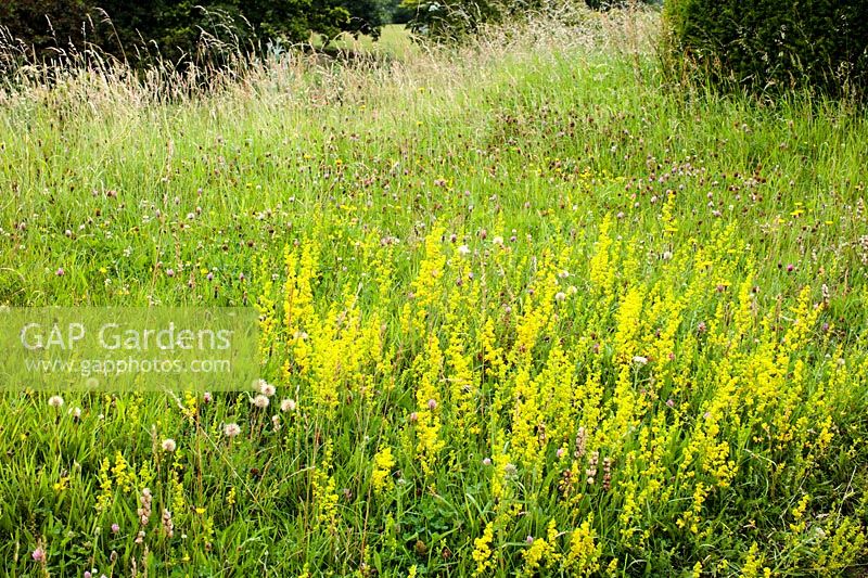 Meadow planting on a grassy roadside  verge featuring yellow Lady's  bedstraw - Galium verum