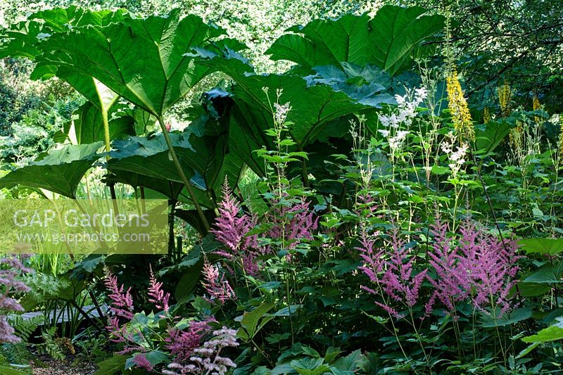 Bog garden bed with Astilbe chinensis-Astilibe, Ligularia dentata-Leopard plant, Filipendula ulmaria -meadowsweet, and Gunnera manicata.