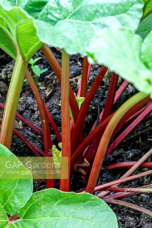 Rheum rhabarbarum - Rhubarb 'Fultons Strawberry Surprise'