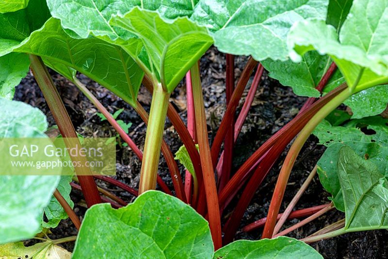 Rheum rhabarbarum - Rhubarb 'Fultons Strawberry Surprise'