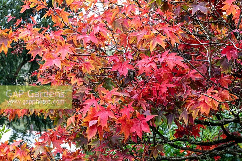Acer palmatum 'Osakazuki' - Japanese Maple 