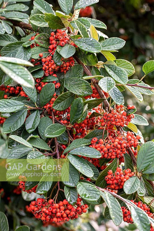 Cotoneaster lacteus