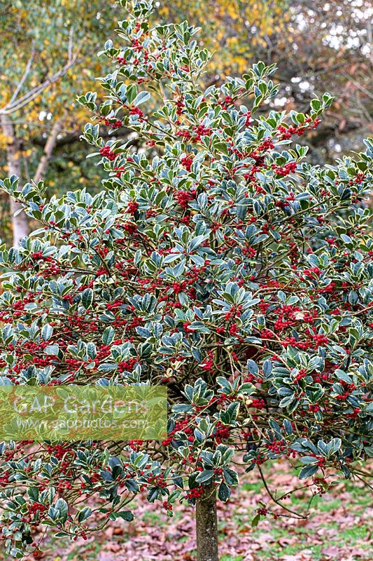 Ilex x altaclarensis 'Howick' - Holly