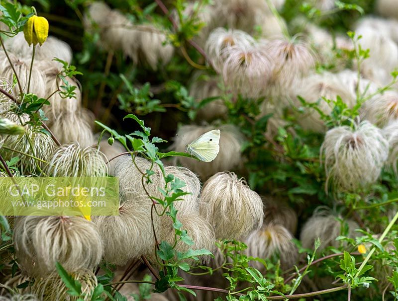 Clematis tangutica 'Helios' seedheads and a Cabbage White butterfly 