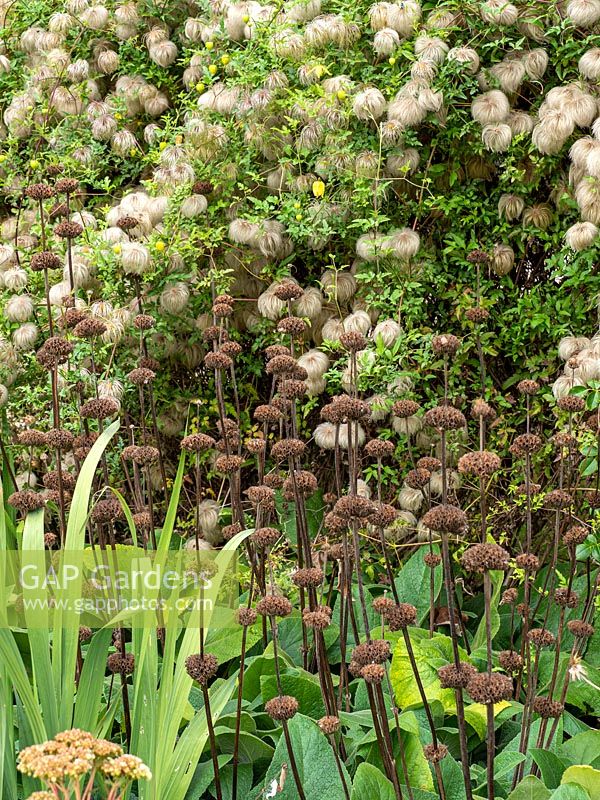 Clematis tangutica 'Helios' and in front seedheads of Phlomis in a bed with other perennials