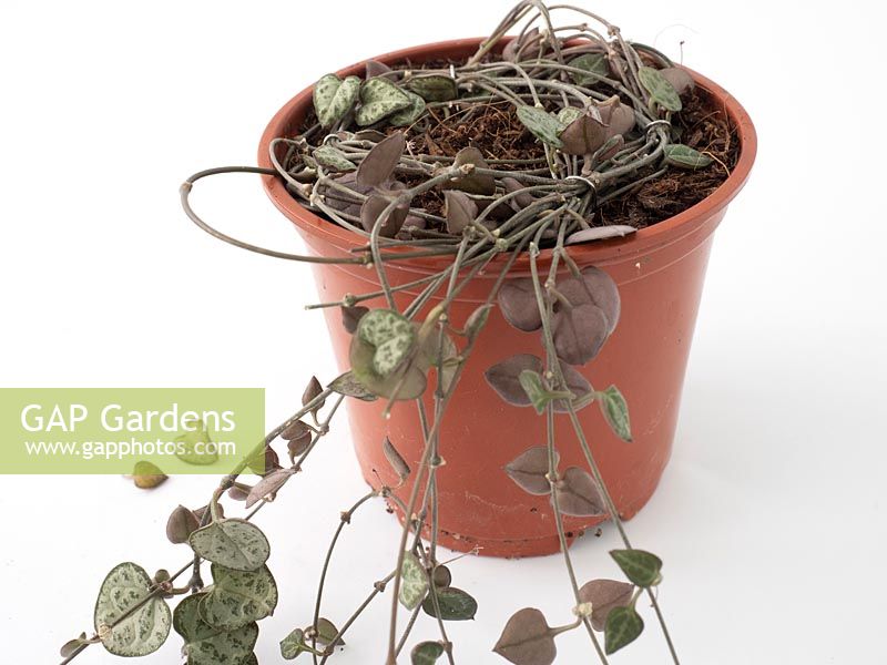 Ceropegia woodii - Rosary Vine or Chain of Hearts - coils secured onto soil so they root