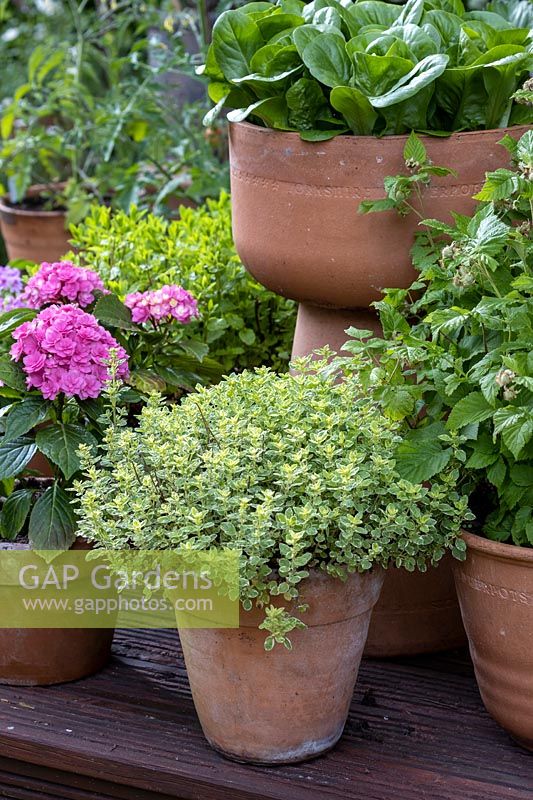 Origanum vulgare 'Variegata' - Variegated Marjoram - in pot, nearby other edibles in pots such as Lettuce and Raspberry 