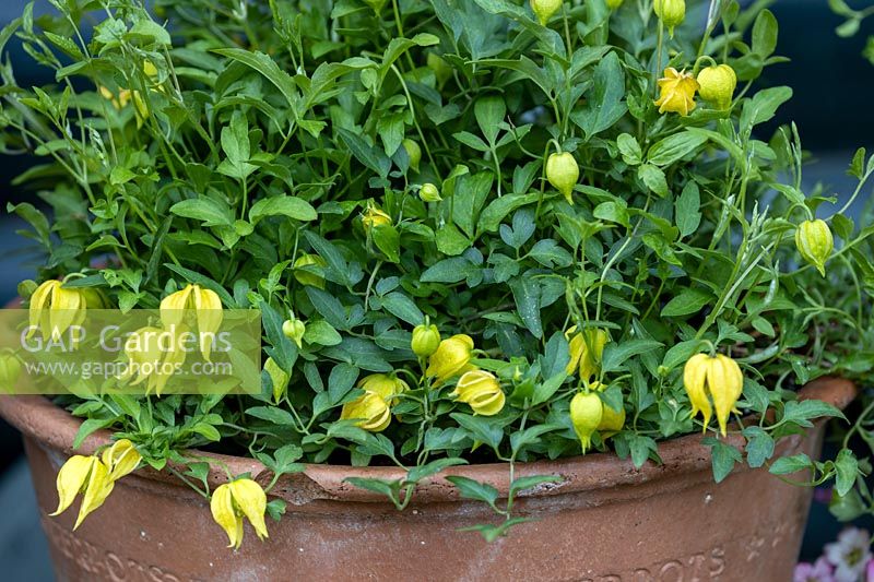 Clematis tangutica 'Little Lemons' in a pot
