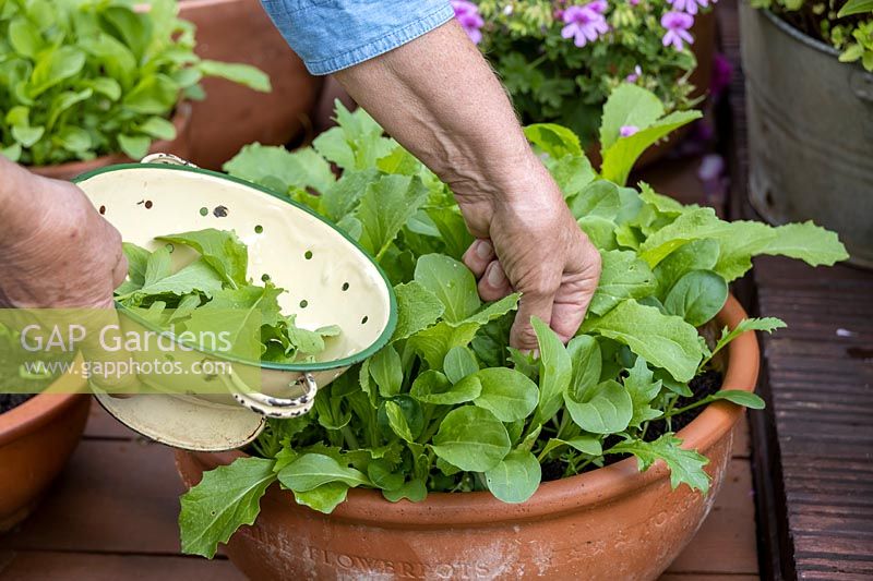 Picking mixed salad leaves: Mustard, Mizuna and Rocket from a pot