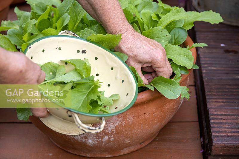 Harvesting mixed salad leaves in terracotta pot. Mustard, Mizuna, Rocket
