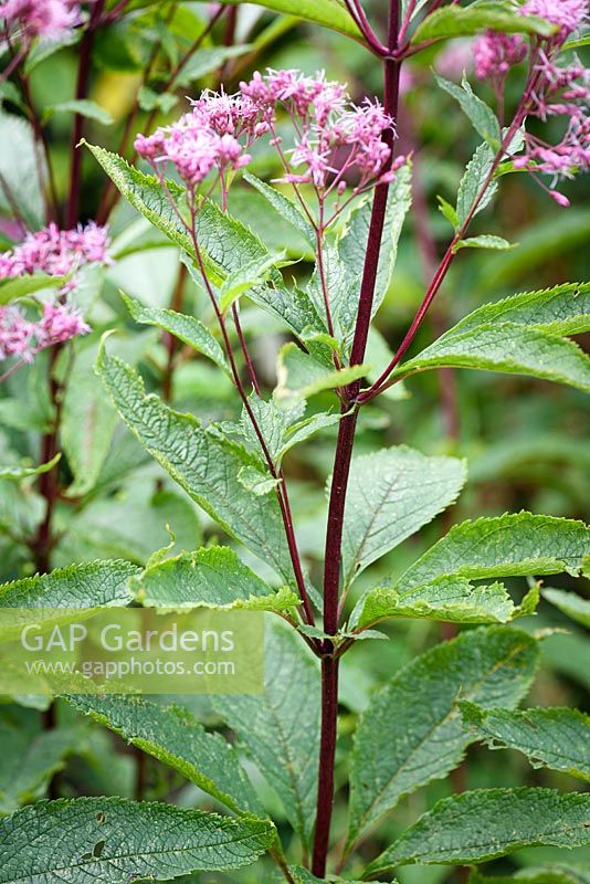 Eupatorium dubium 'Little Joe' - Dwarf Joe-Pye Weed