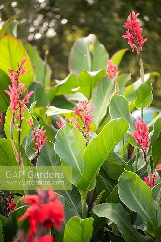 Canna 'Annei' 