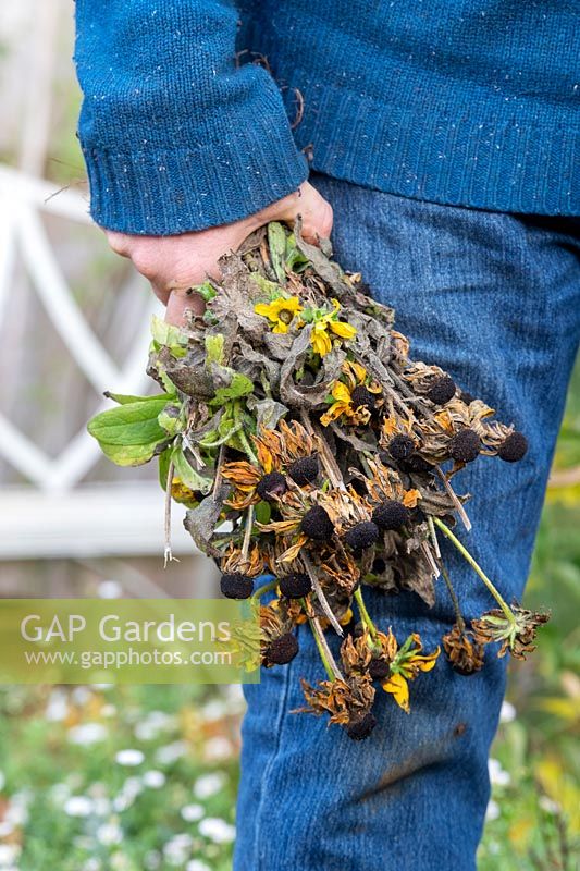 Gardener holding spent Rudbeckia hirta 'Toto' - Coneflower - stems after cutting back