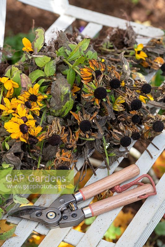 Rudbeckia hirta 'Toto' - Coneflower - cut spent flower stems on a garden seat with secateurs