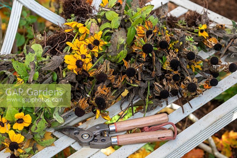 Rudbeckia hirta 'Toto' - Coneflower - cut spent flower stems on a garden seat