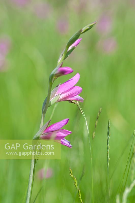 Gladiolus communis subsp. byzantinus - Byzantine gladiolus