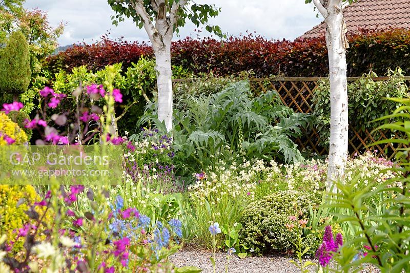 Betula utilis var. jacquemontii - Birch - underplanted with Luzula nivea, Hebe and Aquilegia