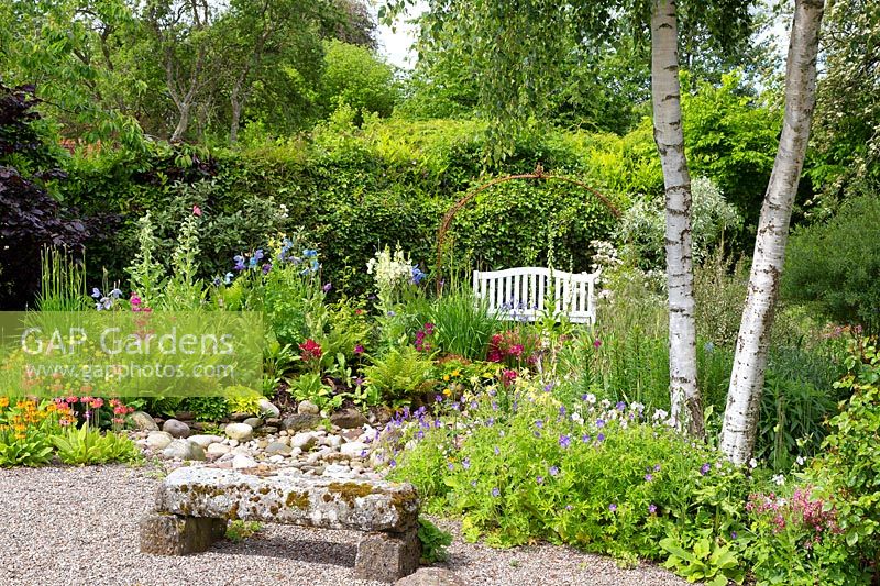 View over stone bench to beds with Geraniums, Meconopsis, Aquilegia, Candelabra Primula and Betula - Birch - tree trunks