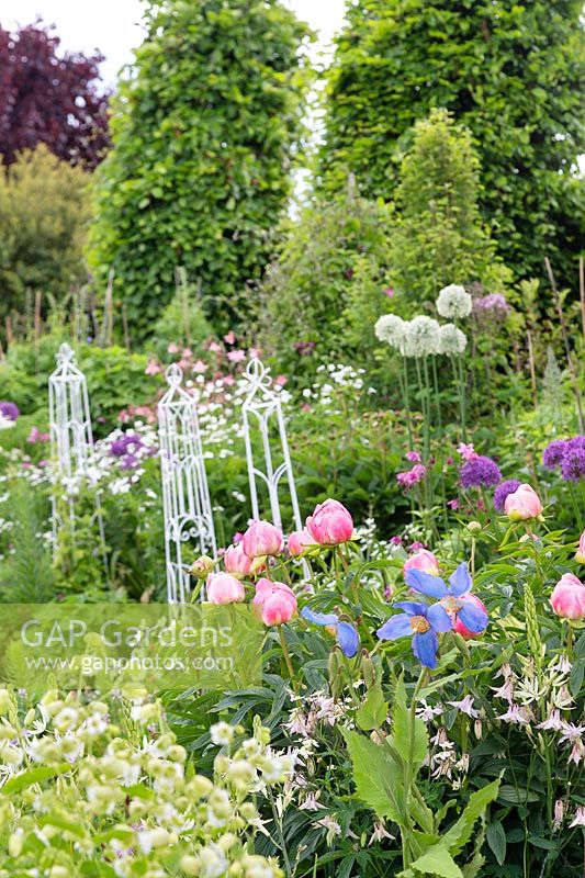 Paeonia 'Coral Charm', Meconopsis, Allium in a pink, blue and white themed planting
