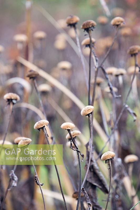 Seed heads of Cephalaria gigantea