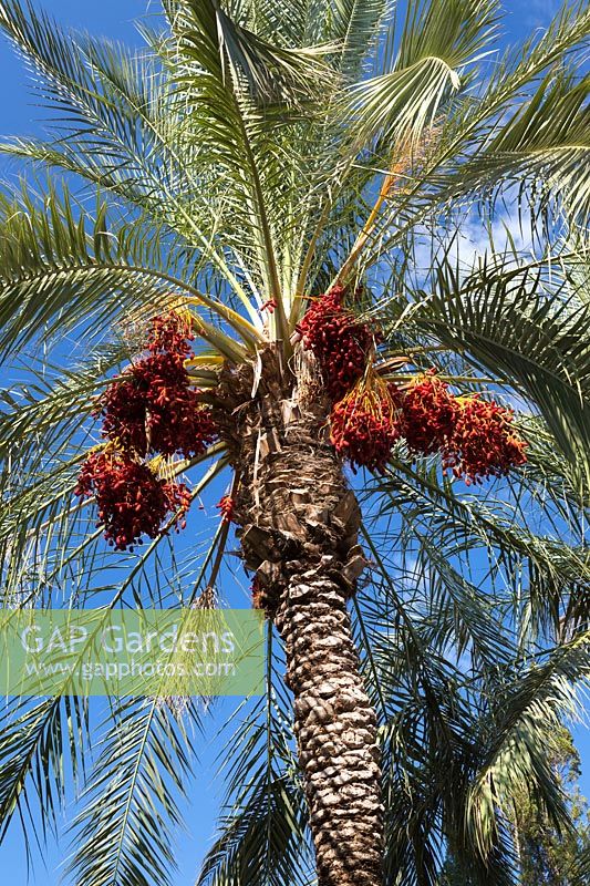 Phoenix dactylifera - Date Palm Tree - against a blue sky