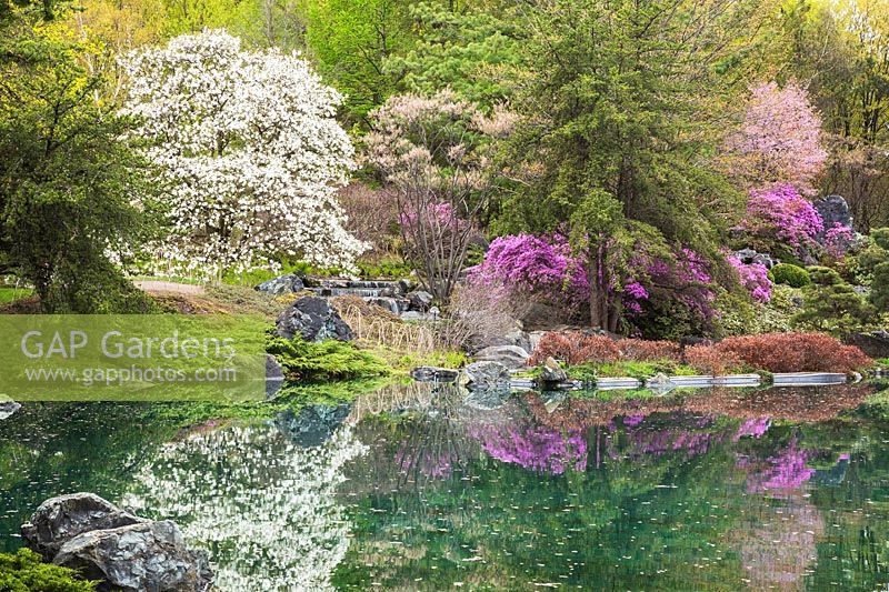 White Magnolia x Loebneri 'Merrill' and rose-purple flowering trees reflected in pond in Japanese-style garden 