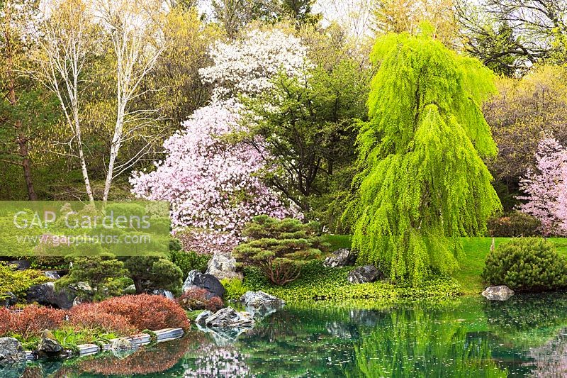 White Magnolia x Loebneri 'Merrill' and rose-purple flowering trees reflected in pond in Japanese-style garden 