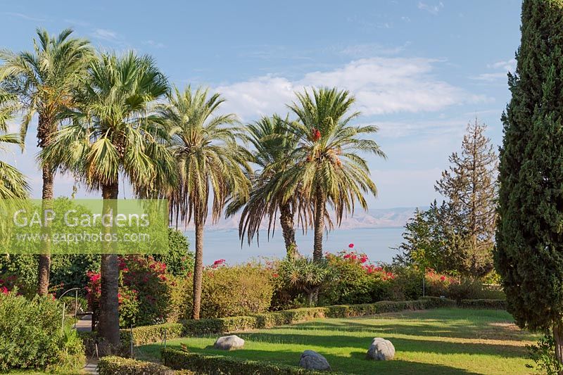 Garden with Phoenix dactylifera - Date palm trees, overlooking the Sea of Galilee at The Church of the Beatitudes on the Mount of Beatitudes, Sea of Galilee region, Israel. 